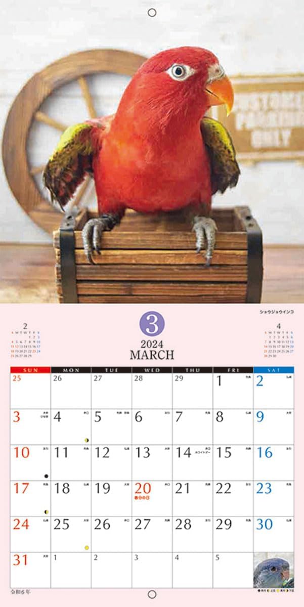 TryX 2024 Wall Calendar Fluffy Parakeet CL386 48x24cm Japanese Book