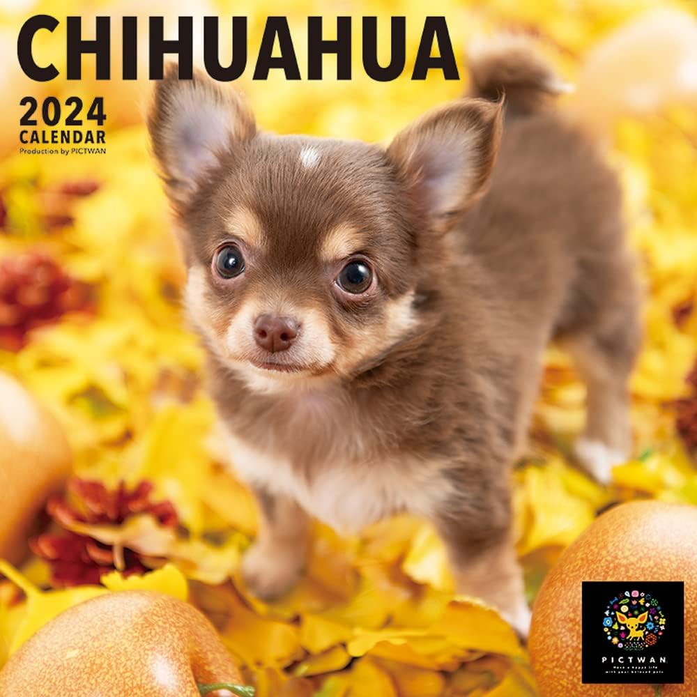 PICTWAN 2024 Calendar L Edition Chihuahua L008 – Japanese Book Store