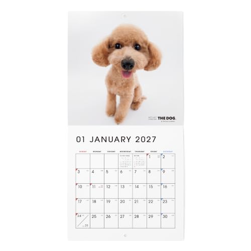 THE DOG 2027 Wall Calendar Mini Size [Poodle]