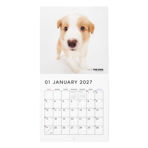 THE DOG 2027 Wall Calendar Mini Size [Border Collie]