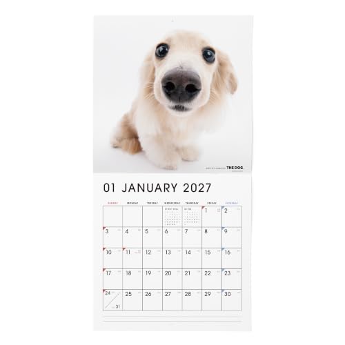 THE DOG 2027 Wall Calendar Mini Size [Welsh Corgi]