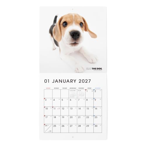 THE DOG 2027 Wall Calendar Mini Size [Beagle]