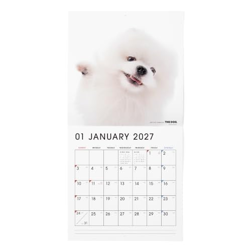 THE DOG 2027 Wall Calendar Large Size [Pomeranian]