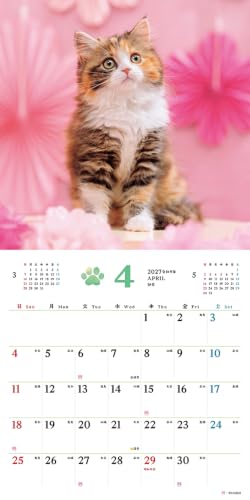 King Corporation 2027 Desk Calendar Eco Balloon 160 x 180mm KC10001