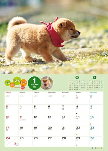 Try-X 2027 Wall Calendar Korokoro Mameshiba 27CL-381 51x36cm