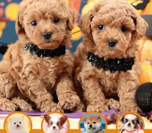 New Japan Calendar 2027 Wall Calendar Thank you! Dog NK454