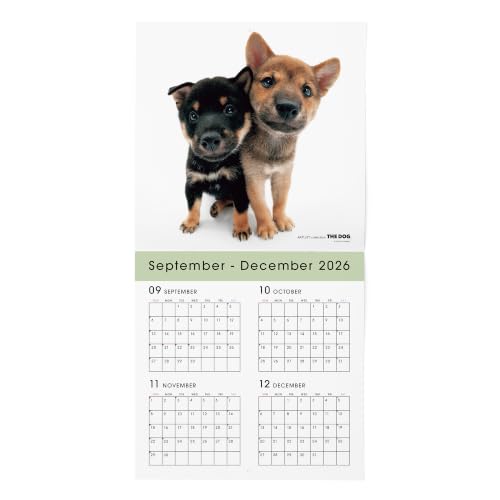THE DOG 2027 Wall Calendar Large Size [Shiba]