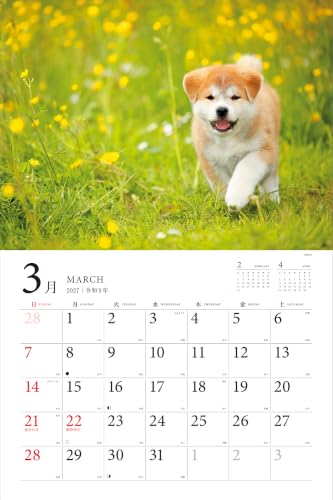 Adorable Dogs of Japan Calendar 2027 (Montly/Wall Calendar/Large)