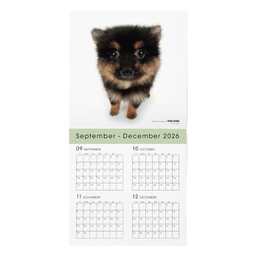 THE DOG 2027 Wall Calendar Large Size [Pomeranian]