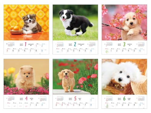 Fuwa Fuwa Wanko 2027 Calendar (Monthly/Wall Calendar) (Impress Calendar 2027)
