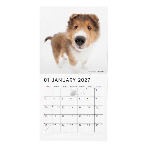 THE DOG 2027 Wall Calendar Large Size [Shetland Sheepdog]