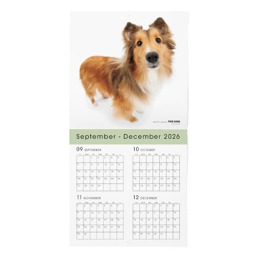 THE DOG 2027 Wall Calendar Large Size [Shetland Sheepdog]