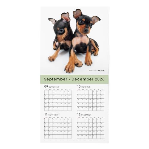 THE DOG 2027 Wall Calendar Large Size [Miniature Pinscher]