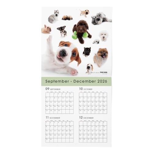 THE DOG 2027 Wall Calendar Large Size [All Stars]