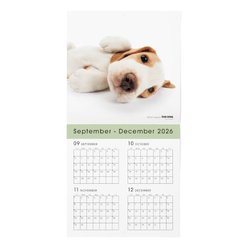 THE DOG 2027 Wall Calendar Large Size [Beagle]