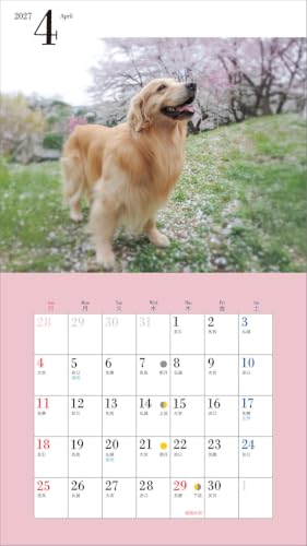2027 Adorable Golden Retriever Calendar (Seibundo-shinkosha Calendar)