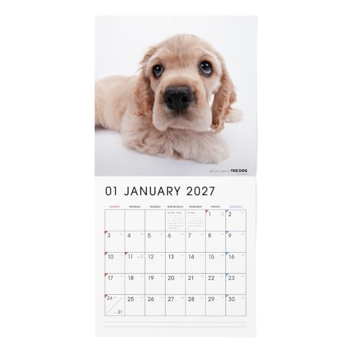 THE DOG 2027 Wall Calendar Large Size [American Cocker Spaniel]