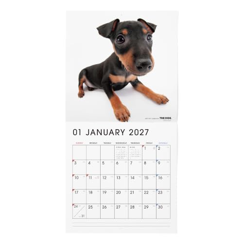 THE DOG 2027 Wall Calendar Large Size [Miniature Pinscher]