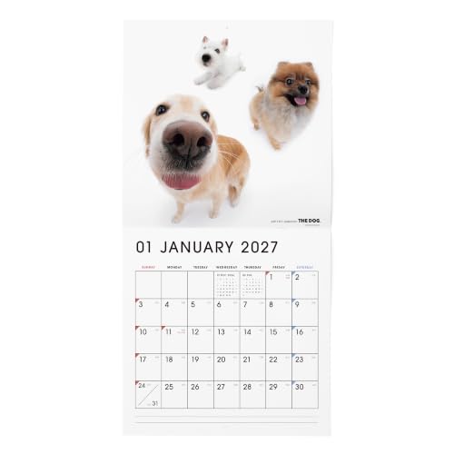 THE DOG 2027 Wall Calendar Large Size [All Stars]
