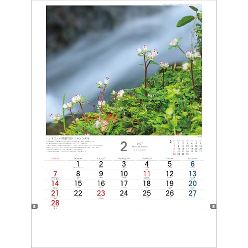 Todan 2027 Wall Calendar Japanese Wildflowers 53.5 x 38cm TD-818