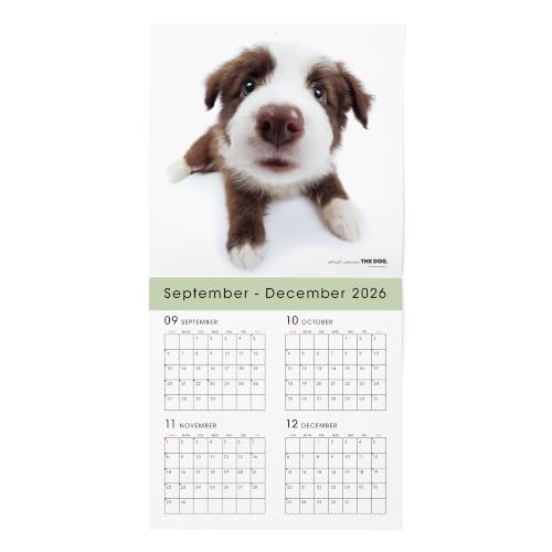 THE DOG 2027 Wall Calendar Large Size [Border Collie]
