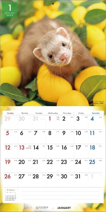 PICTWAN 2025 Calendar L Edition Ferret CL25-1233