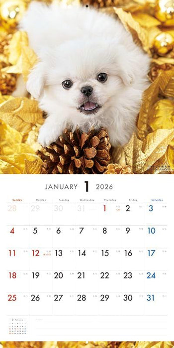 PICTWAN 2026 Calendar L Edition Pekingese
