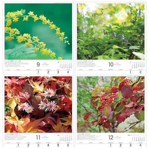 Todan 2027 Wall Calendar Japanese Wildflowers 53.5 x 38cm TD-818