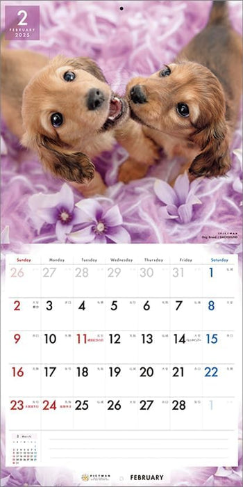 PICTWAN 2025 Calendar L Edition Dachshund CL25-1211