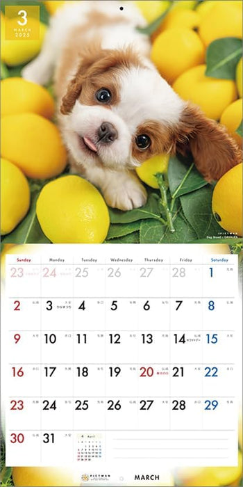 PICTWAN 2025 Calendar Cavalier - King Charles Spaniel