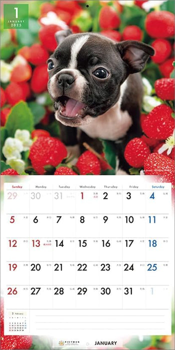 PICTWAN 2025 Calendar L Edition Boston Terrier CL25-1207