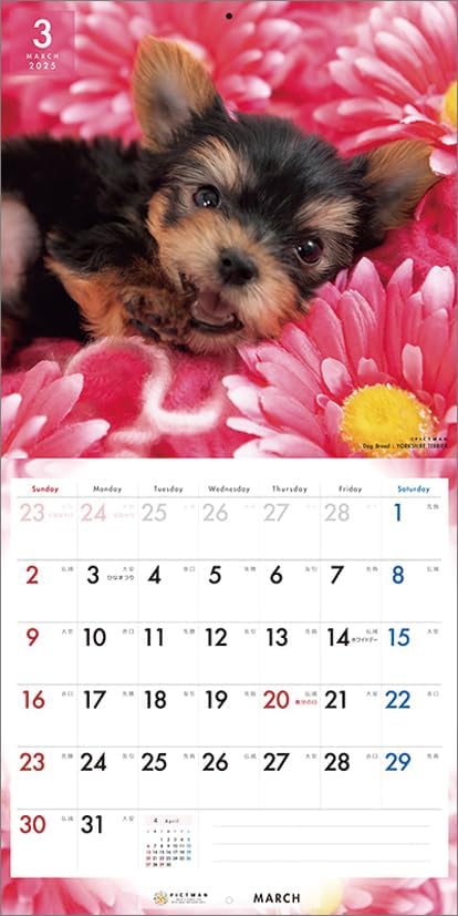 PICTWAN 2025 Calendar L Edition Yorkshire Terrier CL25-1230