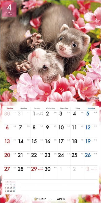 PICTWAN 2025 Calendar L Edition Ferret CL25-1233