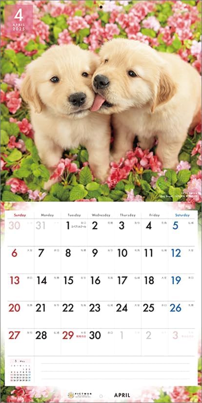 PICTWAN 2025 Calendar L Edition Golden Retriever CL25-1213