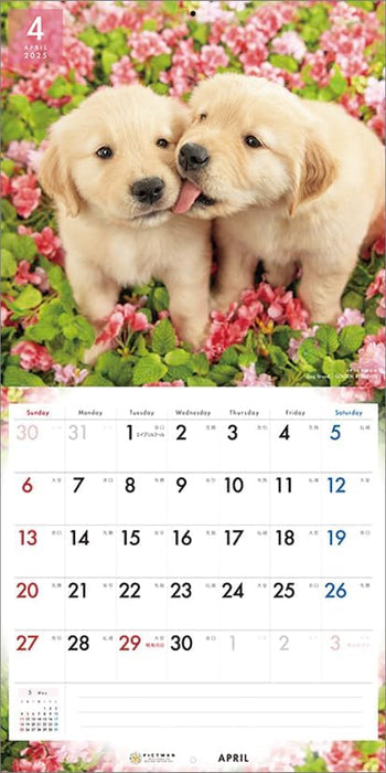 PICTWAN 2025 Calendar L Edition Golden Retriever CL25-1213