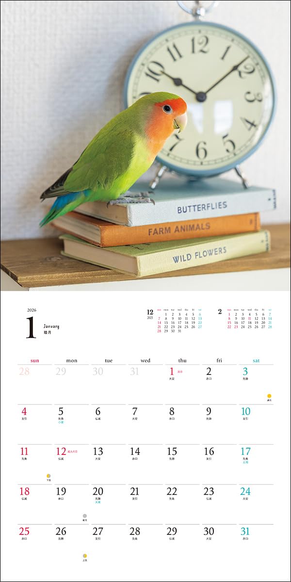 2026 Rosy-faced Lovebird Calendar