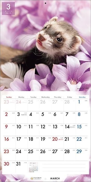 PICTWAN 2025 Calendar L Edition Ferret CL25-1233