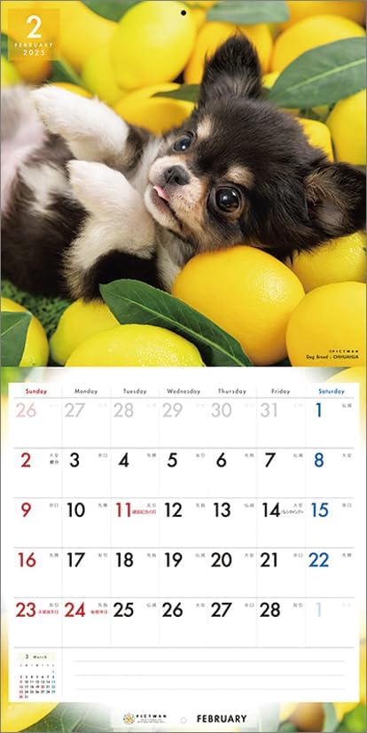 PICTWAN 2025 Calendar L Edition Chihuahua CL25-1210