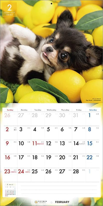 PICTWAN 2025 Calendar L Edition Chihuahua CL25-1210