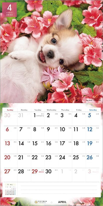 PICTWAN 2025 Calendar L Edition Chihuahua CL25-1210