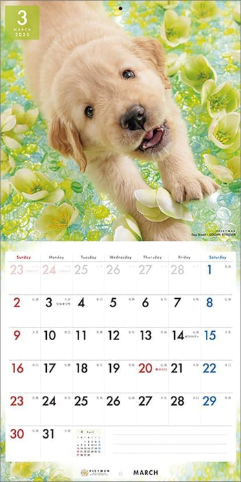 PICTWAN 2025 Calendar L Edition Golden Retriever CL25-1213