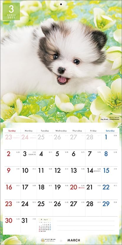 PICTWAN 2025 Calendar L Edition Pomeranian CL25-1221
