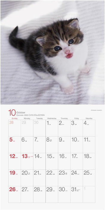 2025 Cats Collection Torahiko Yamashita Calendar No.049