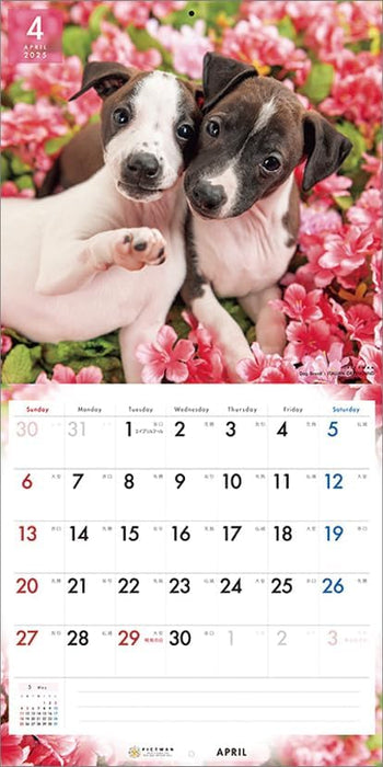 PICTWAN 2025 Calendar L Edition Italian Greyhound CL25-1214