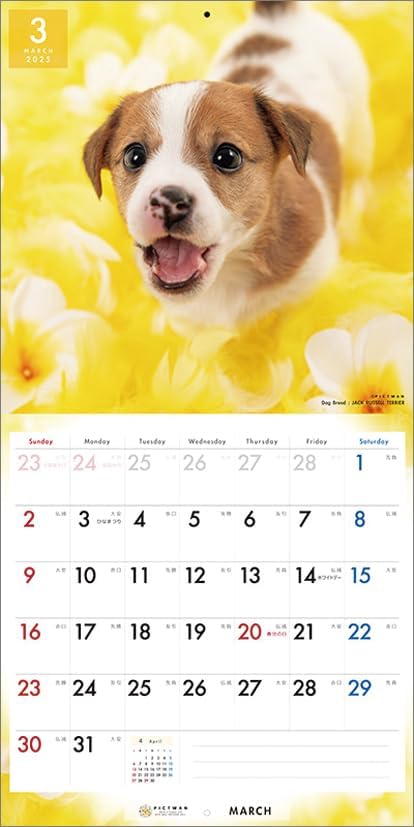 PICTWAN 2025 Calendar L Edition Jack Russell Terrier CL25-1215