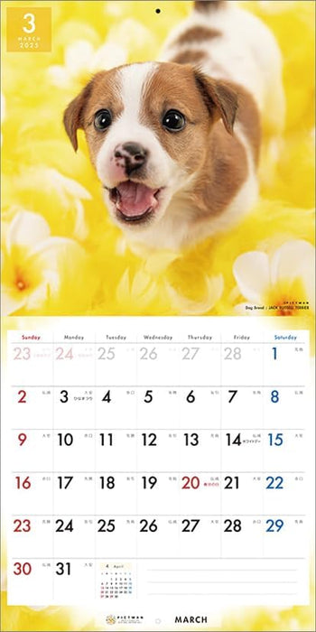 PICTWAN 2025 Calendar L Edition Jack Russell Terrier CL25-1215