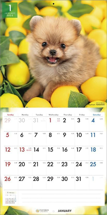 PICTWAN 2025 Calendar L Edition Pomeranian CL25-1221