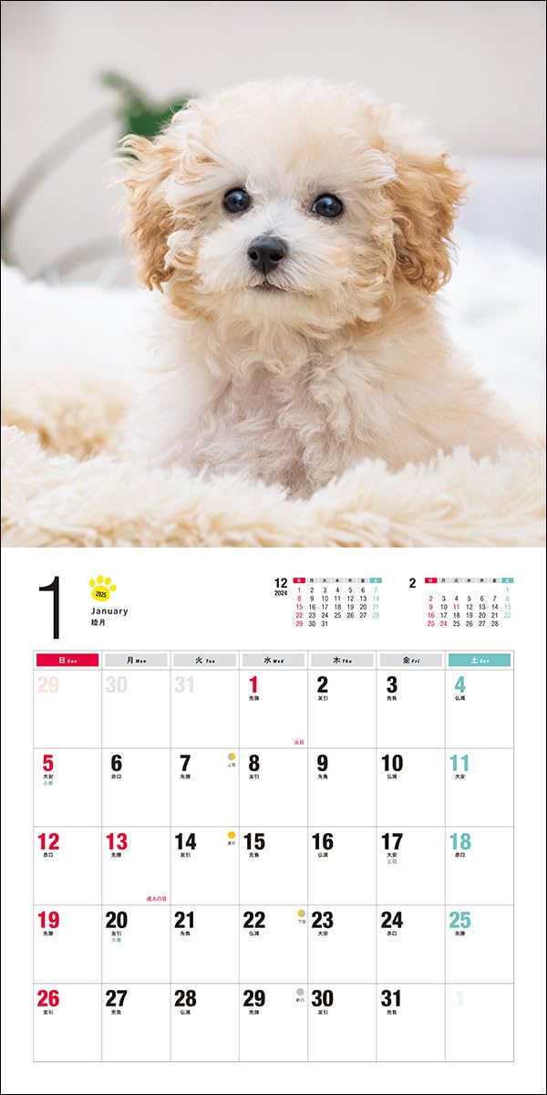 2025 Toy Poodle Calendar