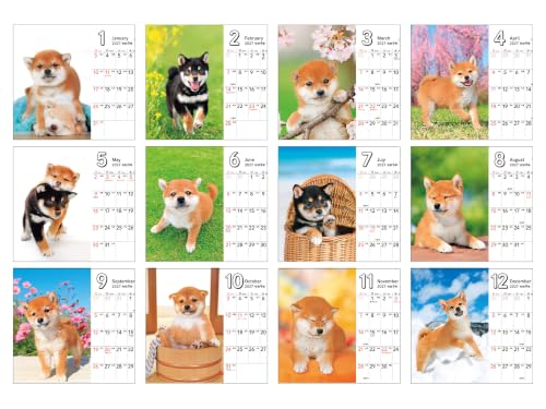 Nonbiri Shima Nyan CALENDAR 2027 (Monthly/Wall Calendar) (Impress Calendar 2027)