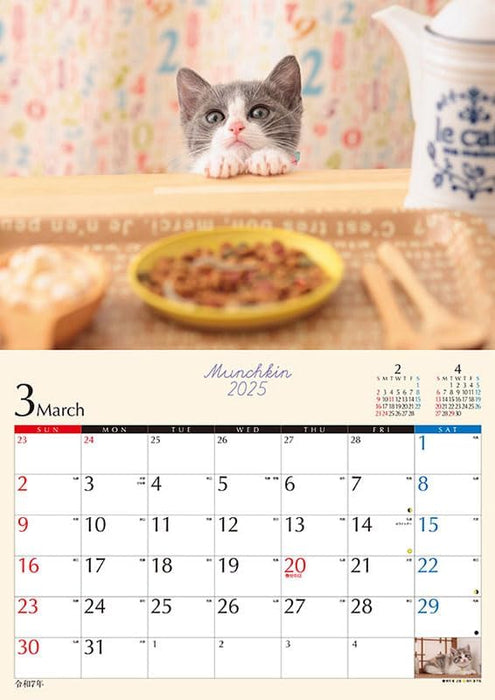 Try-X Kitten Munchkin 2025 Wall Calendar CL-382 51x 36cm